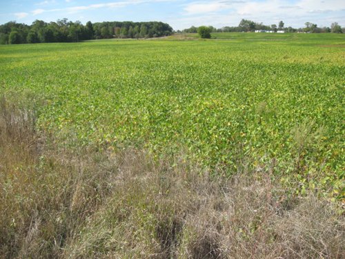 Property photo 42 - 110+/- Acres offered in 4 Tillable Tracts
